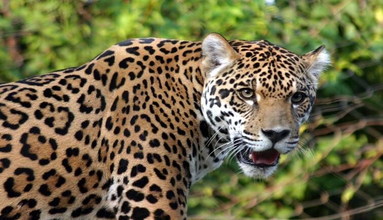 Poaching poses serious threat to leopard in India | Bangladesh Sangbad Sangstha (BSS)